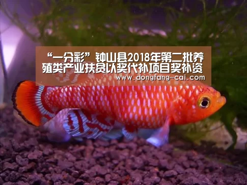 “一分彩”钟山县2018年第二批养殖类产业扶贫以奖代补项目奖补资金拟发放名单公示(图1) 一分彩官网